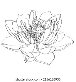 Black and white line illustration of lotus flowers on a white background