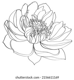 Black and white line illustration of lotus flowers on a white background