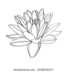 Ilustração em linha preta e branca de flores de lótus sobre um fundo branco