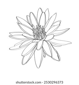 Ilustração em linha preta e branca de flores de lótus sobre um fundo branco