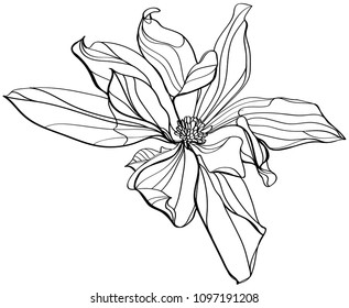 Black And White Line Illustration Of Magnolia Flower On A White Background