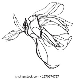 black and white line illustration of magnolia flower on a white background