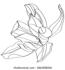 black and white line illustration of magnolia flower on a white background