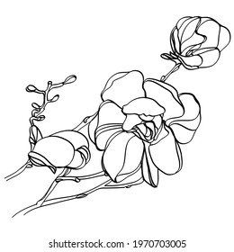 black and white line illustration of magnolia flowers on a white background