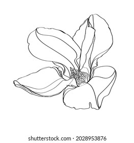 ilustración en línea blanca y negra de la flor de magnolia sobre un fondo blanco