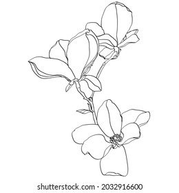 black and white line illustration of magnolia flower on a white background