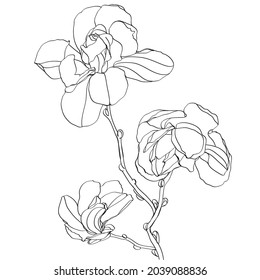 black and white line illustration of magnolia flower on a white background