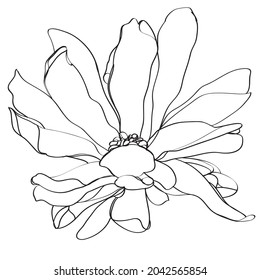 black and white line illustration of magnolia flower on a white background