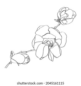 black and white line illustration of magnolia flower on a white background