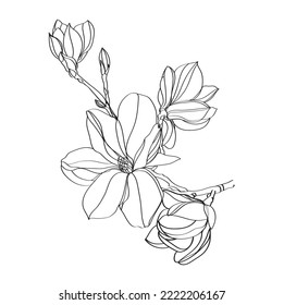 black and white line illustration of magnolia flower on a white background