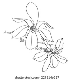 black and white line illustration of magnolia flower on a white background