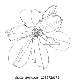 black and white line illustration of magnolia flower on a white background