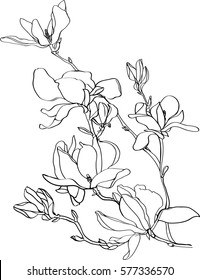 black and white line illustration of magnolia flowers on a white background