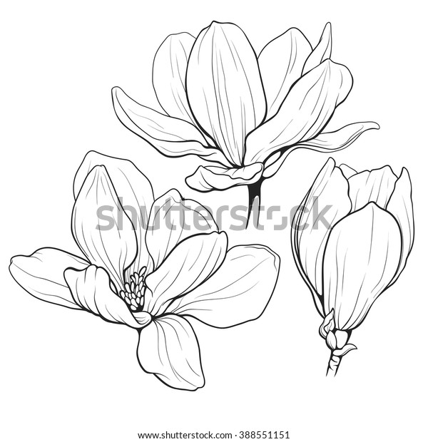 白色背景上木兰花的黑色和白色线条插图库存矢量图 免版税