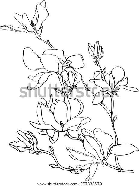 白い背景にマグノリアの花の白黒の線イラスト のベクター画像素材 ロイヤリティフリー