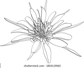 black and white line illustration of meadow salsify flower on a white background