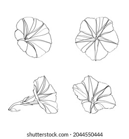 Schwarz-Weiß-Illustration  
morgendliche Blumen auf weißem Hintergrund