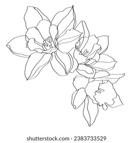 black and white line illustration of narcissus flower on a white background