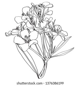 black and white line illustration of oleander flowers on a white background