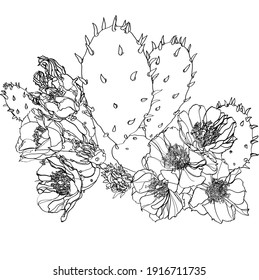 black and white line illustration of opuntia cactus flowers on a white background