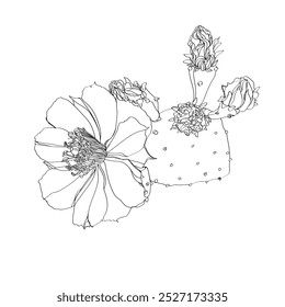 Black and white line illustration of opuntia flowers on a white background
