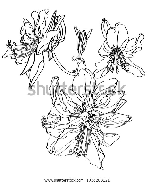 Black White Line Illustration Rhododendron Flowers Stock Vector ...