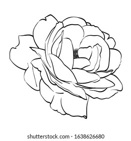 Black and white line illustration of rose flower on a white background.