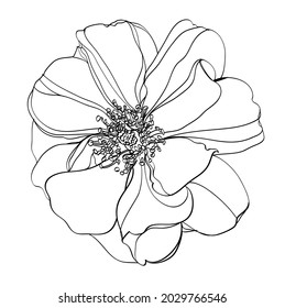 Black and white line illustration of rose flowers on a white background
