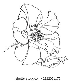 Black and white line illustration of rose flowers on a white background