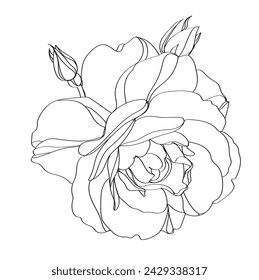 Ilustración de línea en blanco y negro de flores de rosa sobre un fondo blanco