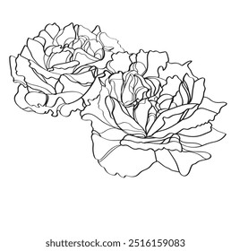 Black and white line illustration of rose flowers on a white background