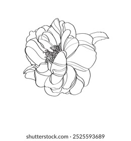 Ilustração em linha preta e branca de flores de rosa sobre um fundo branco