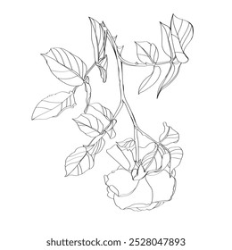 Black and white line illustration of rose flowers on a white background