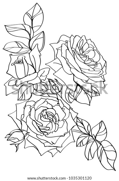 Black White Line Illustration Rose Flowers Stock Vector (Royalty Free ...