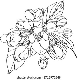 black and white line illustration of sakura flowers on a white background