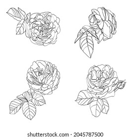 Black and white line illustration set of rose flowers on a white background