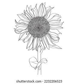 Black and white line illustration of sunflower flowers on a white background. Flower sunflower isolated on white