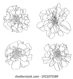 Ilustración de línea blanca y negra de  
tagetes flores sobre fondo blanco