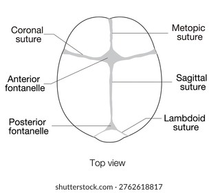 Black and white line infant skull anatomy showing cranial sutures and fontanelle, top view
