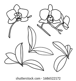Black and white line orchid set. Outline Phalaenopsis collection. Realistic flower coloring