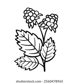 black and white line raspberry botany berry hand drawn illustration vector