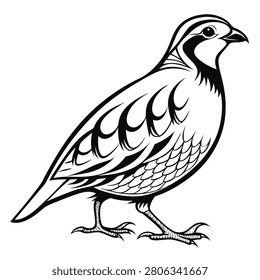 Black and white line of a standing quail bird, detailed feathers, isolated on a white background, for coloring pages