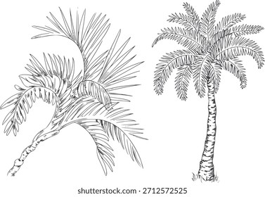 Línea blanca y negra de dos hojas de palmeras tropicales