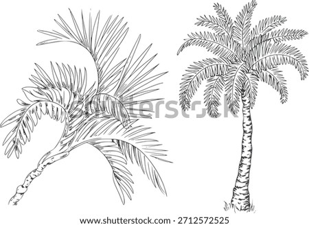 Black and White Line of Two Tropical Palm Trees leaves