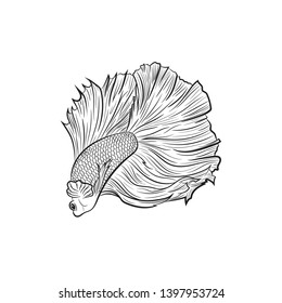 Black and white line vector drawing of male siamese fighting fish on isolated white background. Using for logo , print , website and etc.