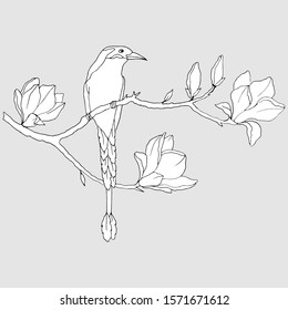 black and white linear drawing, bird on a branch with magnolia flowers