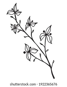 black and white, linear drawing of a branch with leaves and berries, buds, stylized vector graphics, ornamental plant