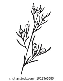 blanco y negro, dibujo lineal de una rama con hojas y bayas, brotes, gráficos vectoriales estilizados, planta ornamental