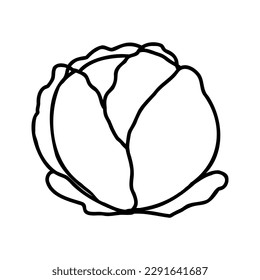 A black and white linear drawing of a cabbage.