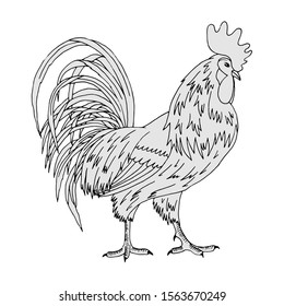 black and white linear drawing of a rooster, isolate on a white background